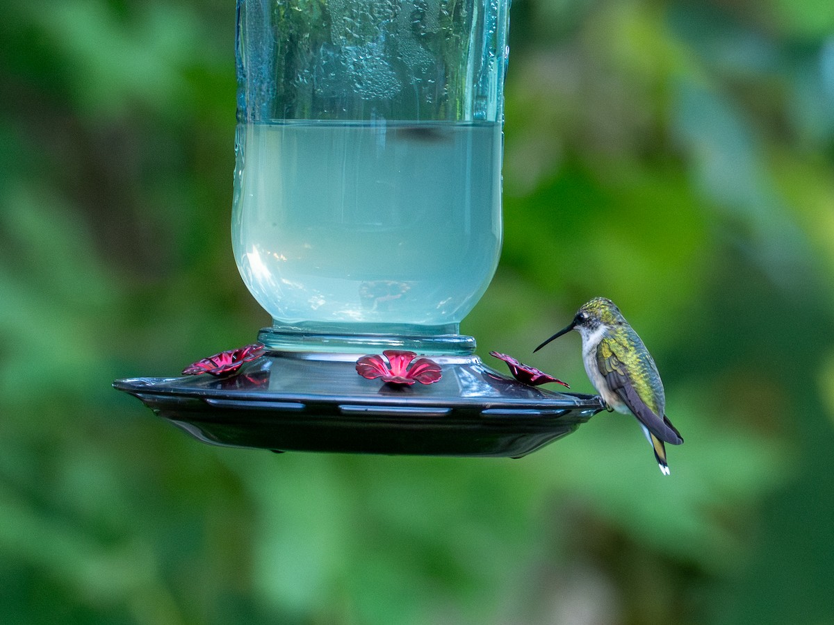 Ruby-throated Hummingbird - ML640253240