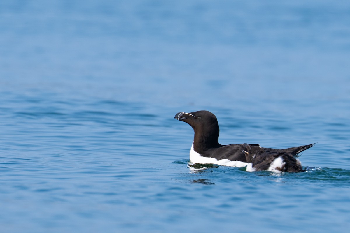 Razorbill - ML640253256