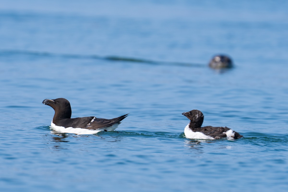 Razorbill - ML640253257