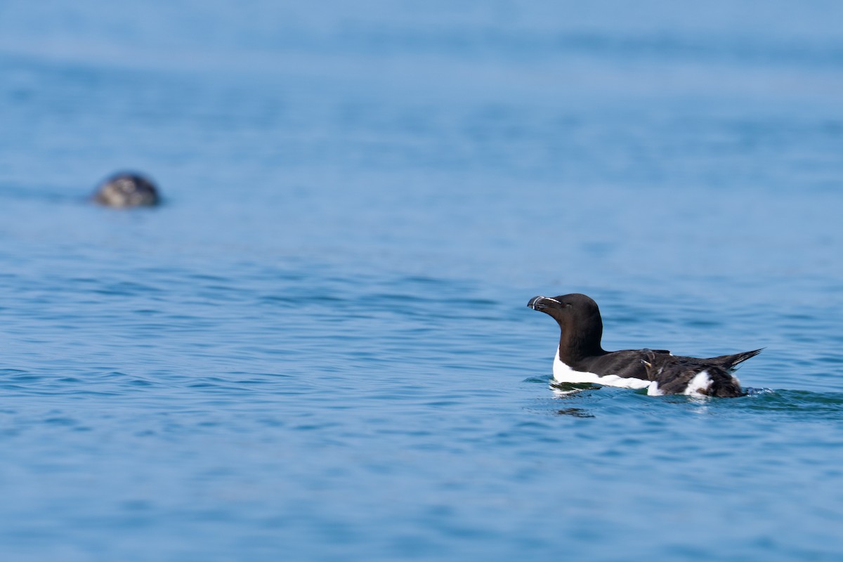 Razorbill - ML640253258