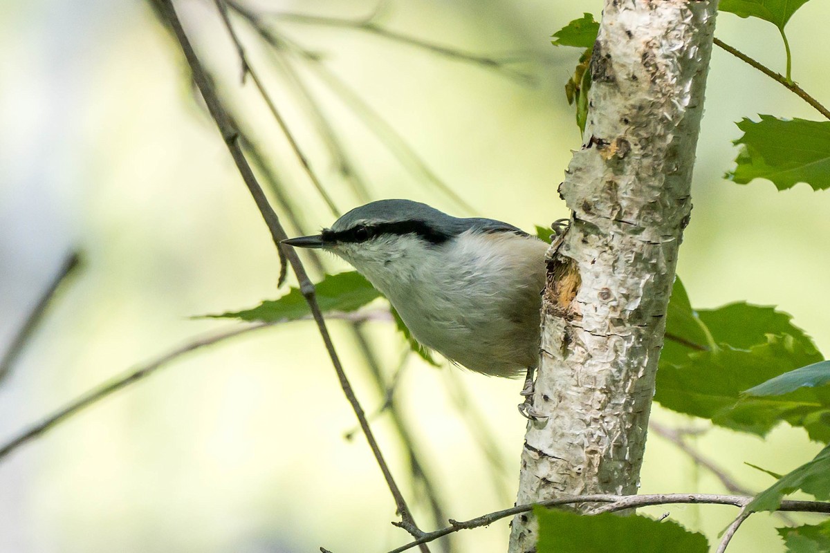 Eurasian Nuthatch (White-bellied) - ML640253386