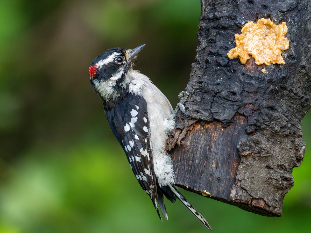 Downy Woodpecker - ML640253426