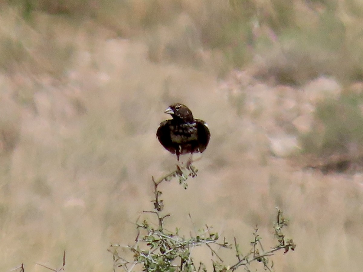 Lark Bunting - ML640253532
