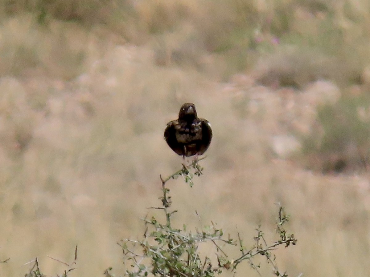 Lark Bunting - ML640253533