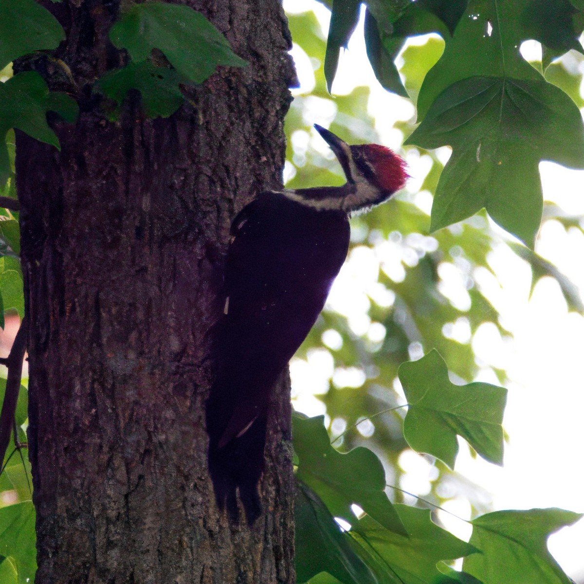 Pileated Woodpecker - ML640253539