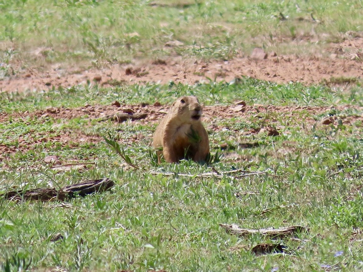 Animals - ML640253543