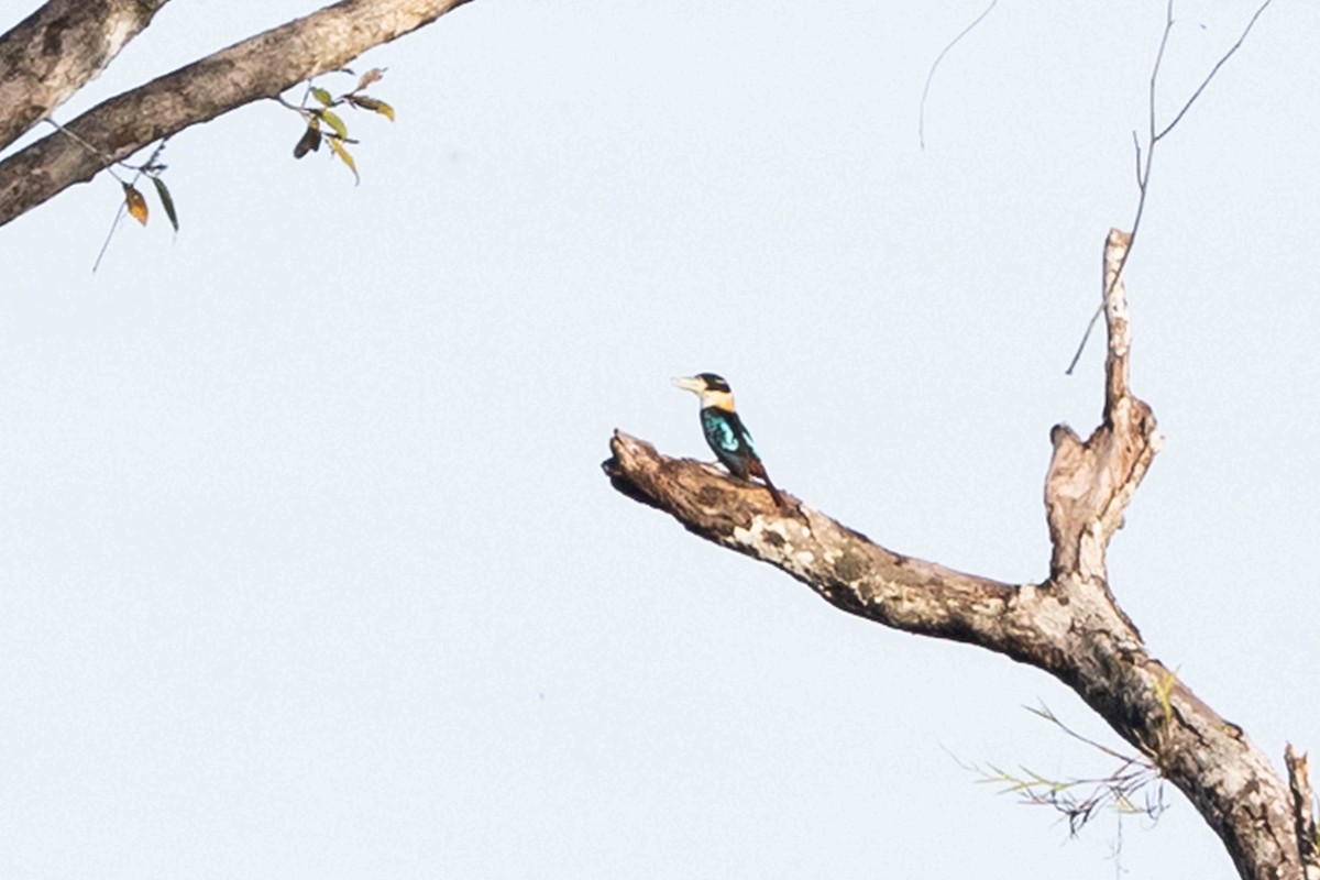 Rufous-bellied Kookaburra - ML640253554