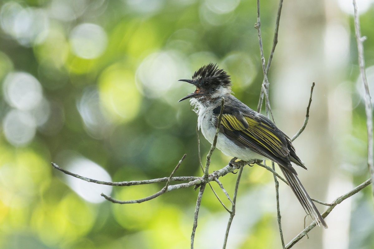 Ashy Bulbul (Ashy) - ML640253562