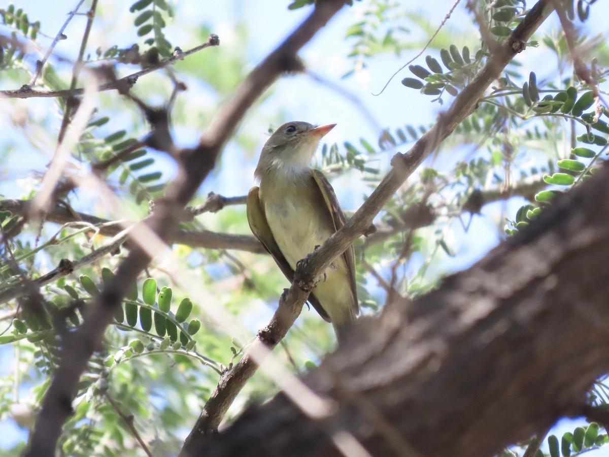 Willow Flycatcher - ML640253588