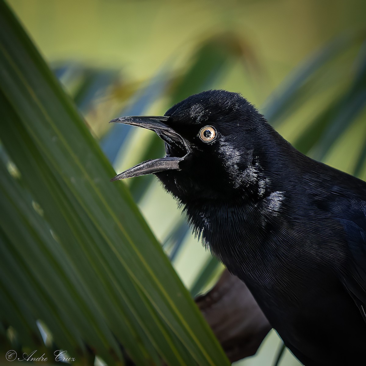 Greater Antillean Grackle - ML640253601