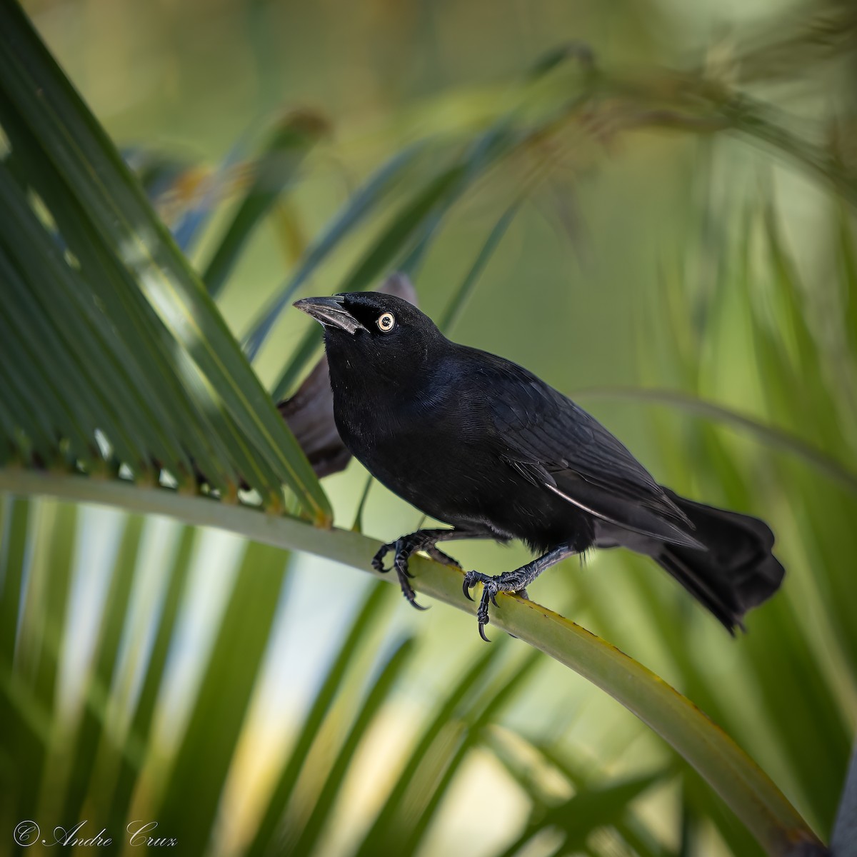 Greater Antillean Grackle - ML640253602
