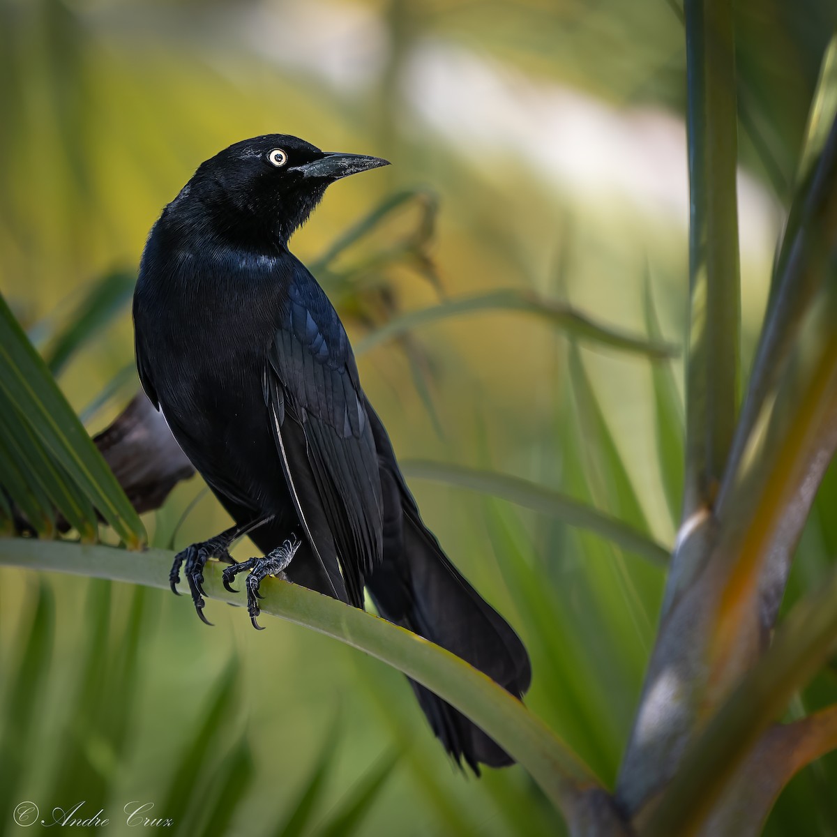 Greater Antillean Grackle - ML640253603