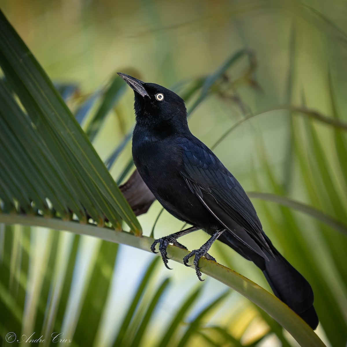 Greater Antillean Grackle - ML640253604