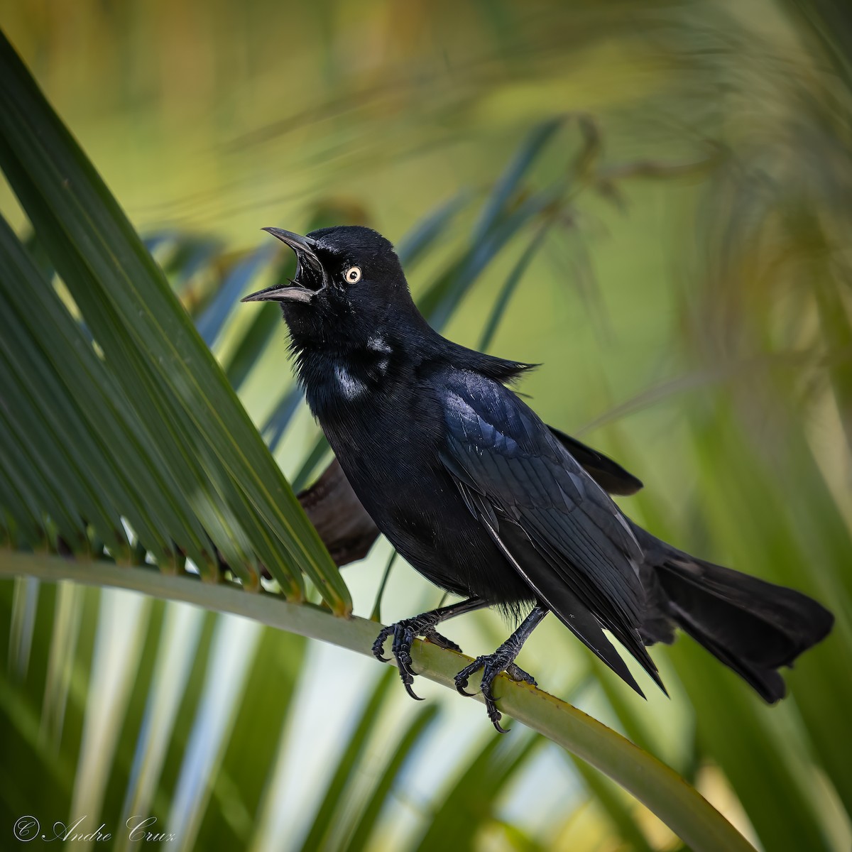Greater Antillean Grackle - ML640253605