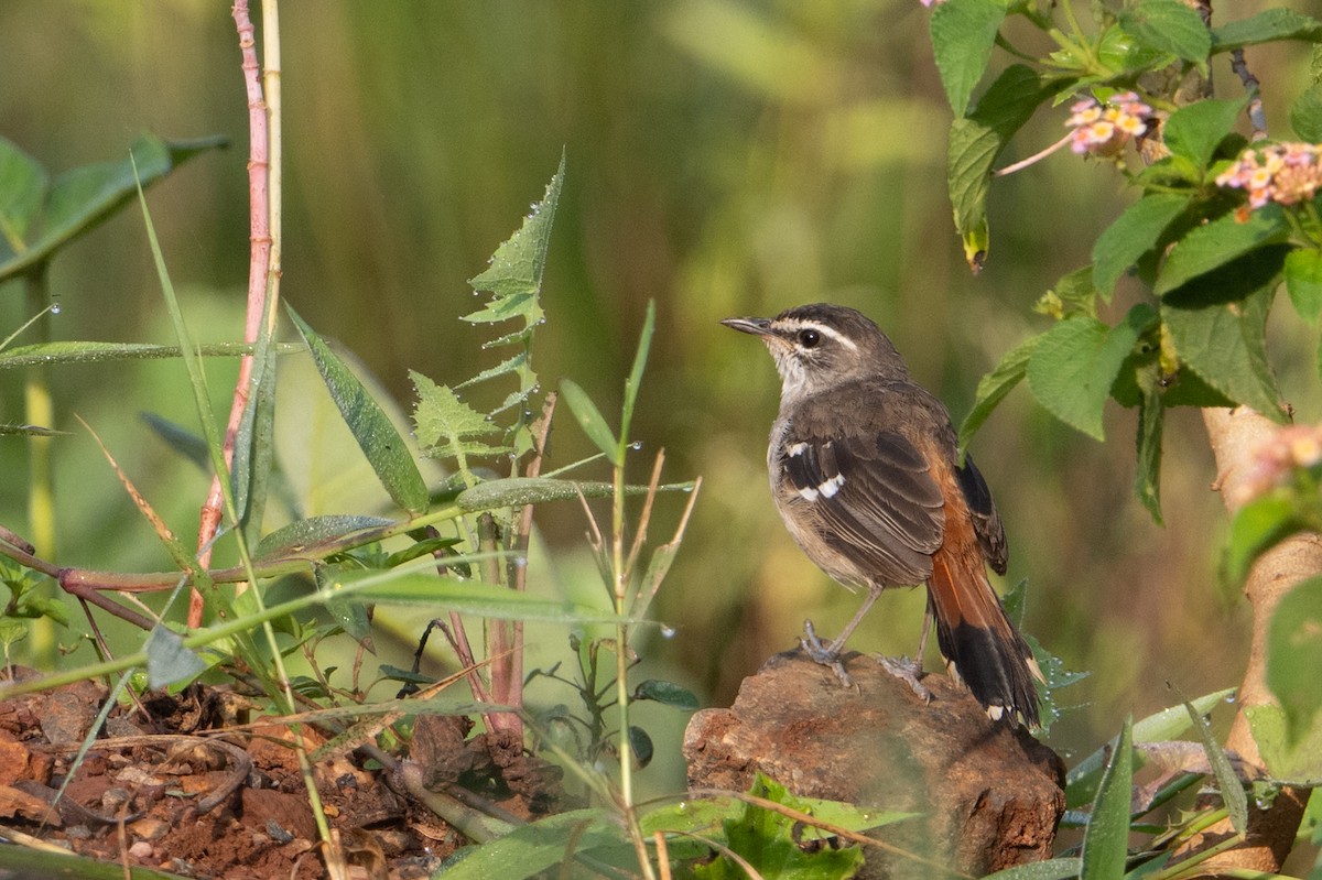 Brown-backed Scrub-Robin - ML640253625