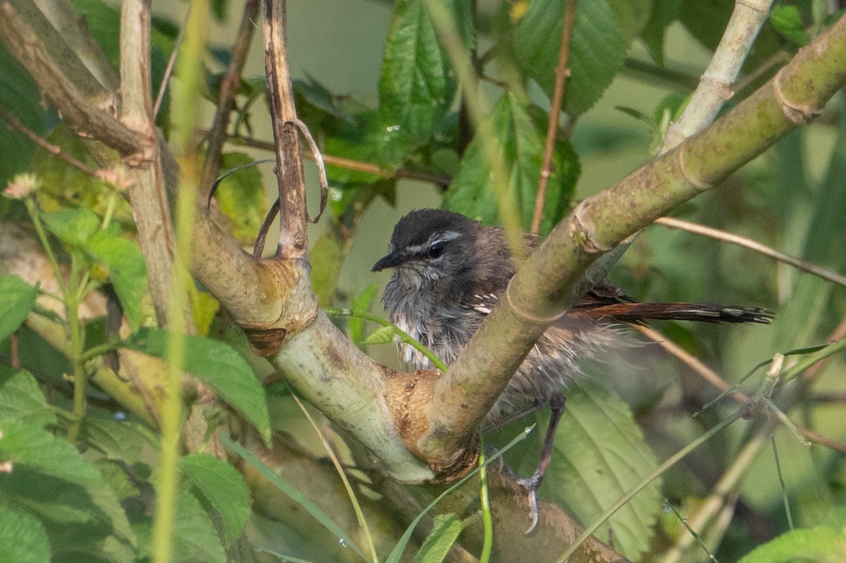 Brown-backed Scrub-Robin - ML640253633