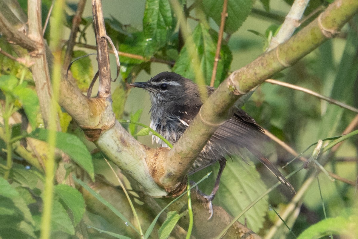 Brown-backed Scrub-Robin - ML640253636