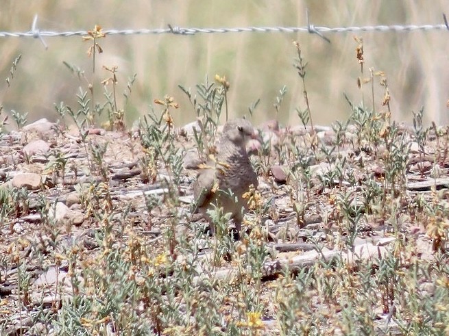 Common Ground Dove - ML640253648