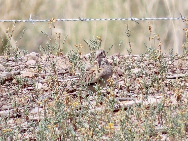 Common Ground Dove - ML640253649