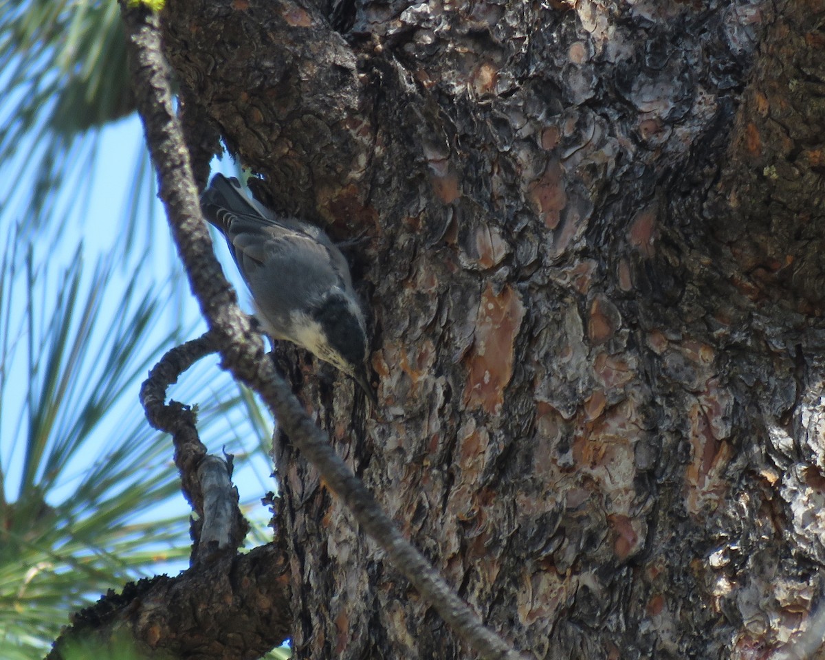 White-breasted Nuthatch - ML640253687