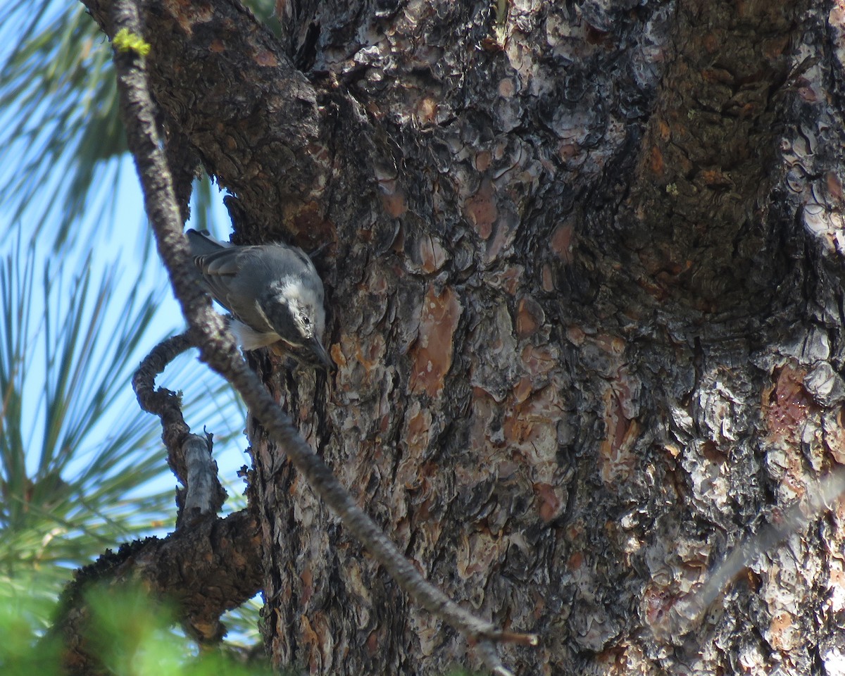 White-breasted Nuthatch - ML640253688