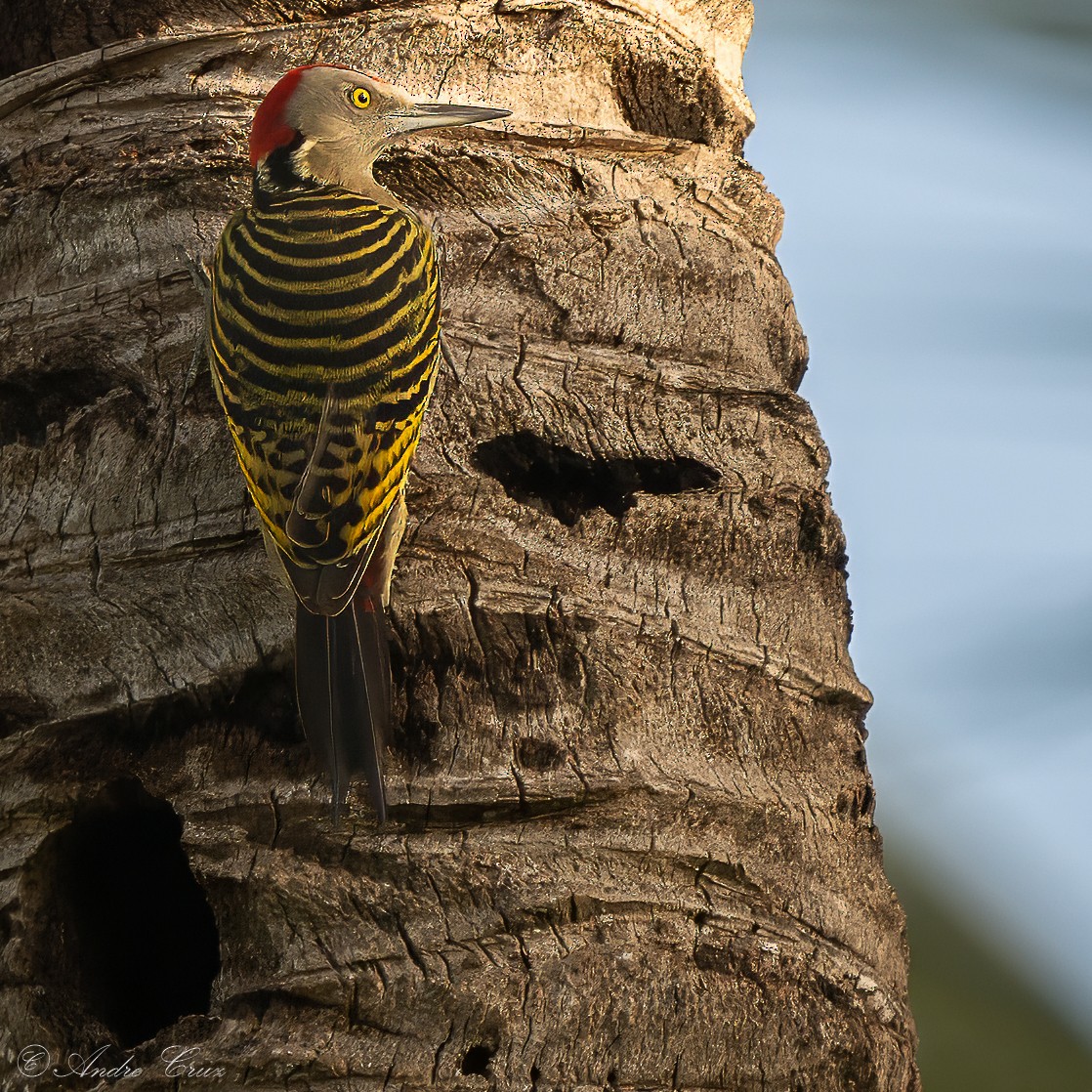 Hispaniolan Woodpecker - ML640253729