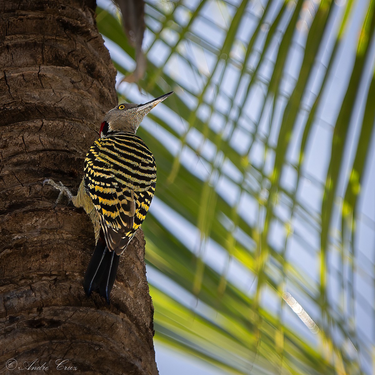 Hispaniolan Woodpecker - ML640253730
