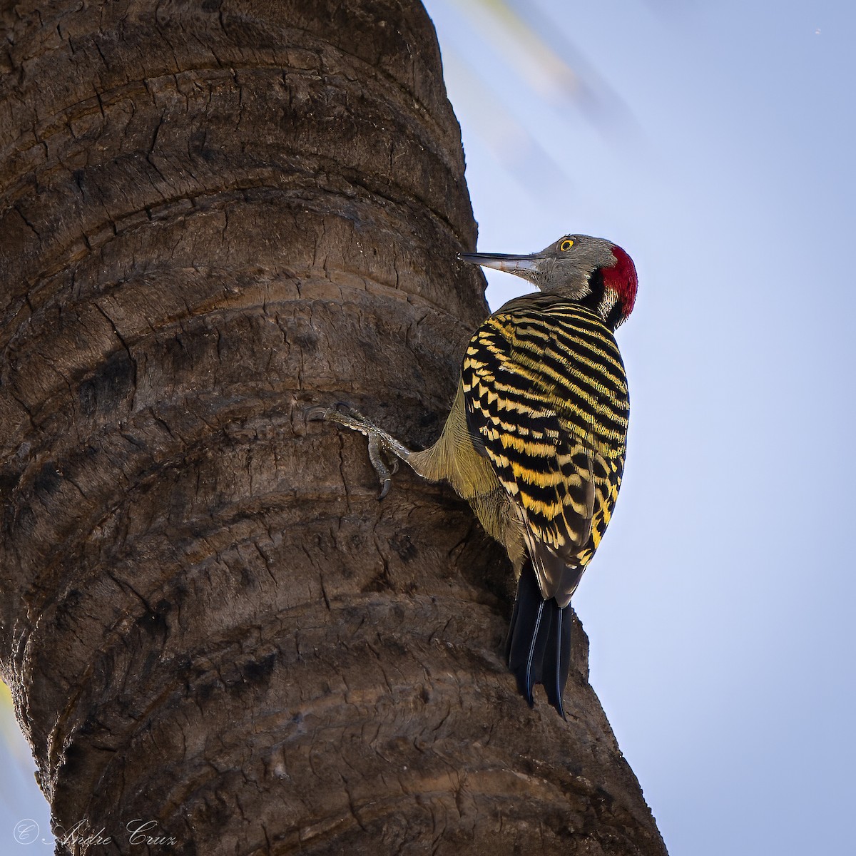 Hispaniolan Woodpecker - ML640253731