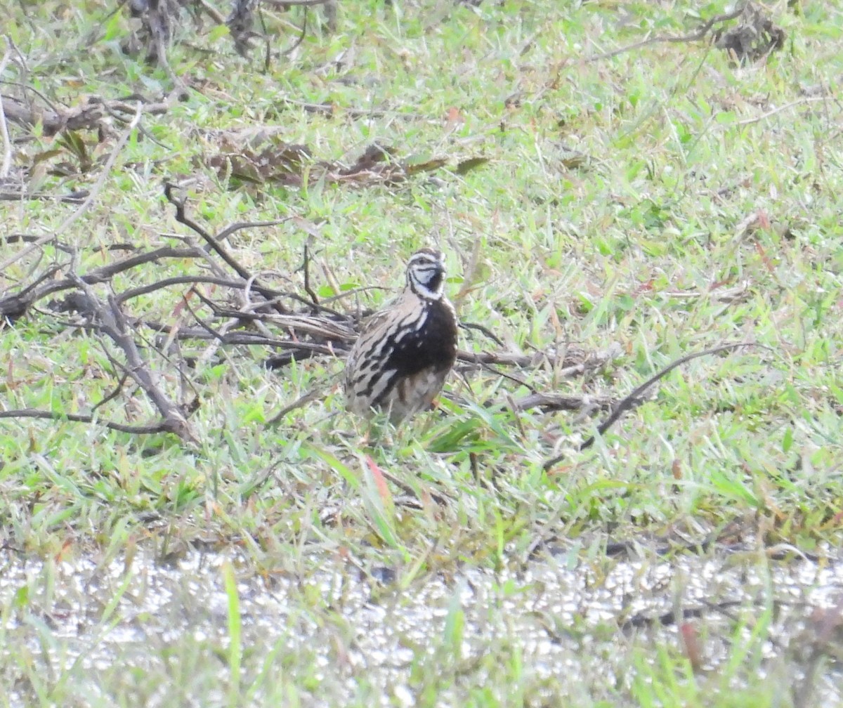 Rain Quail - ML640253746