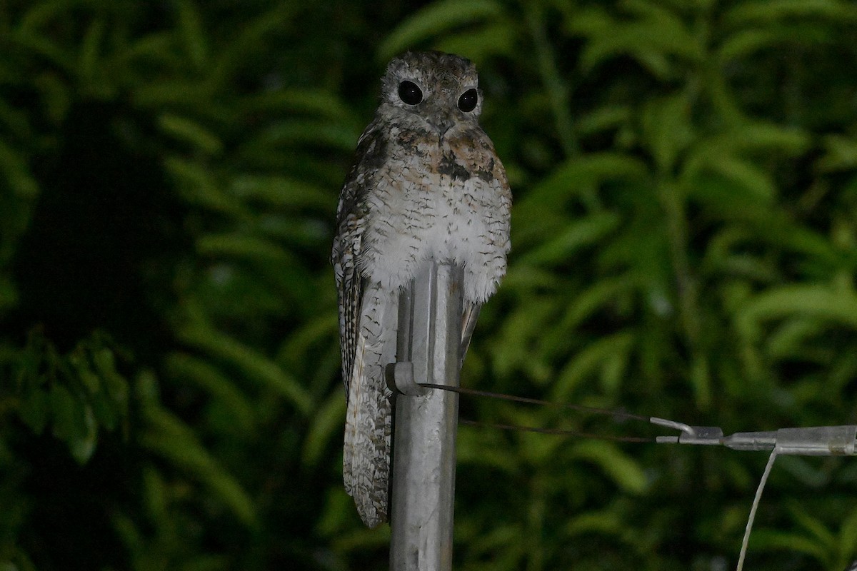 Riesentagschläfer - ML640253769