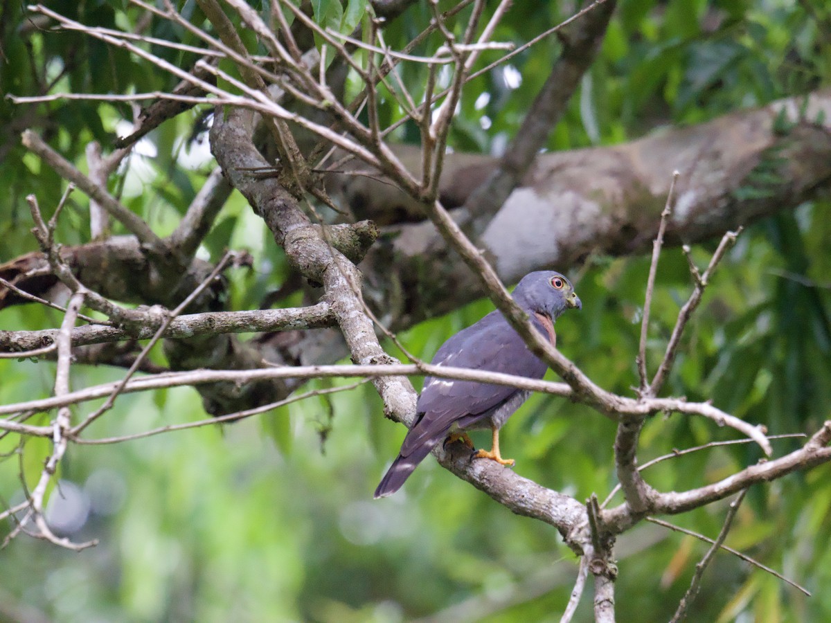 Double-toothed Kite - ML640253772