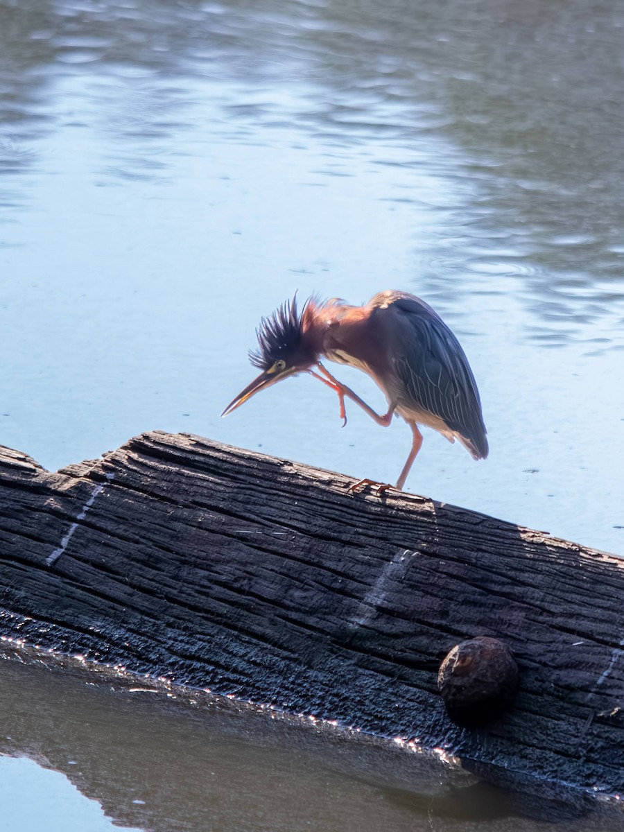 Green Heron - ML640253798