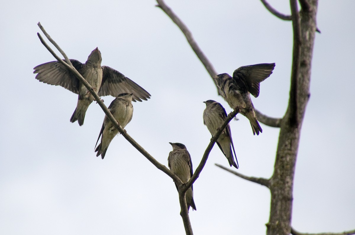 Purple Martin - ML640253799