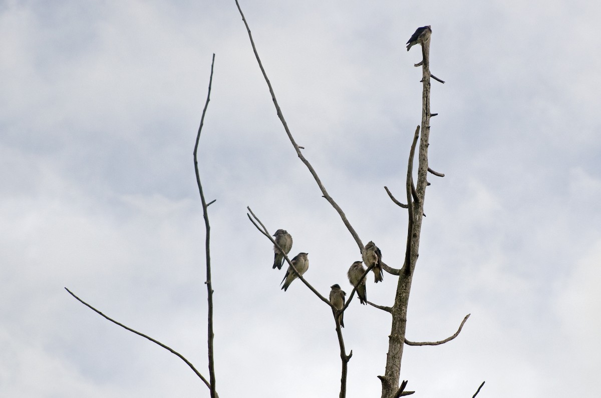 Purple Martin - ML640253800
