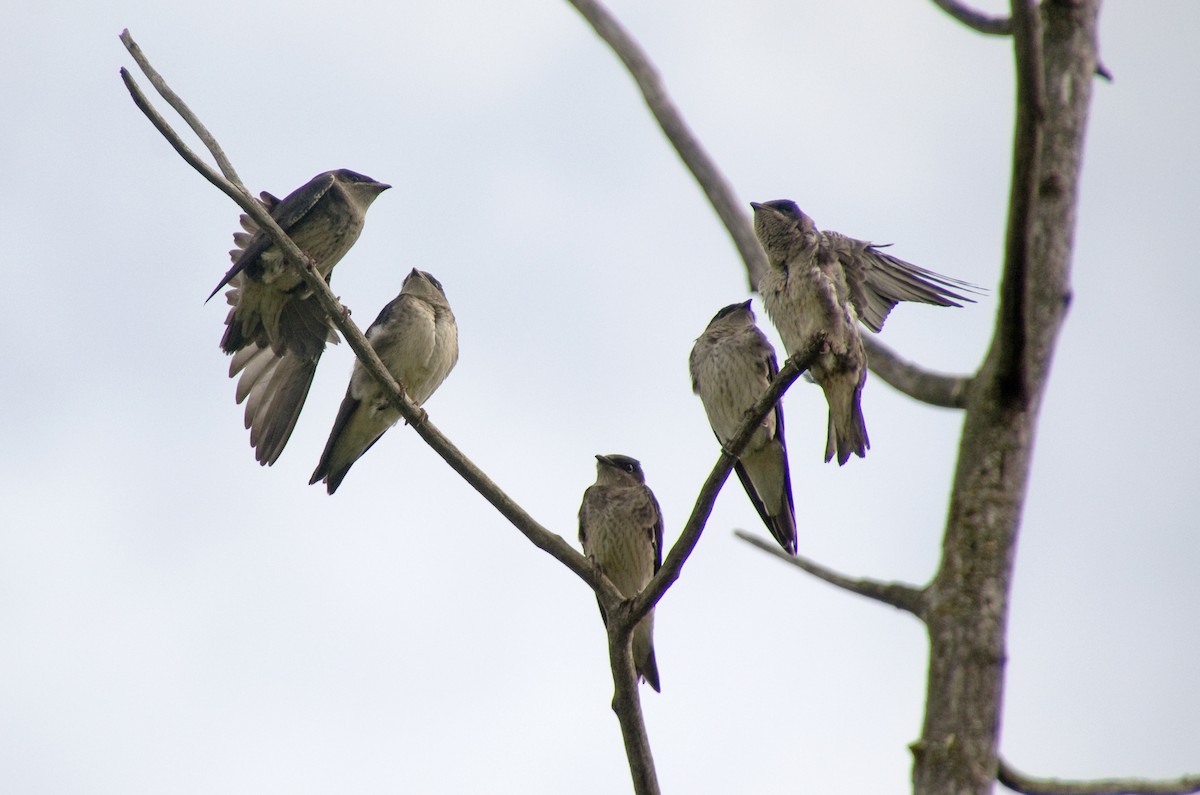Purple Martin - ML640253801