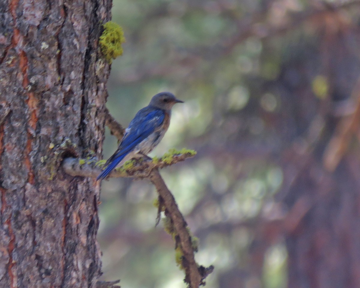 Western Bluebird - ML640253802