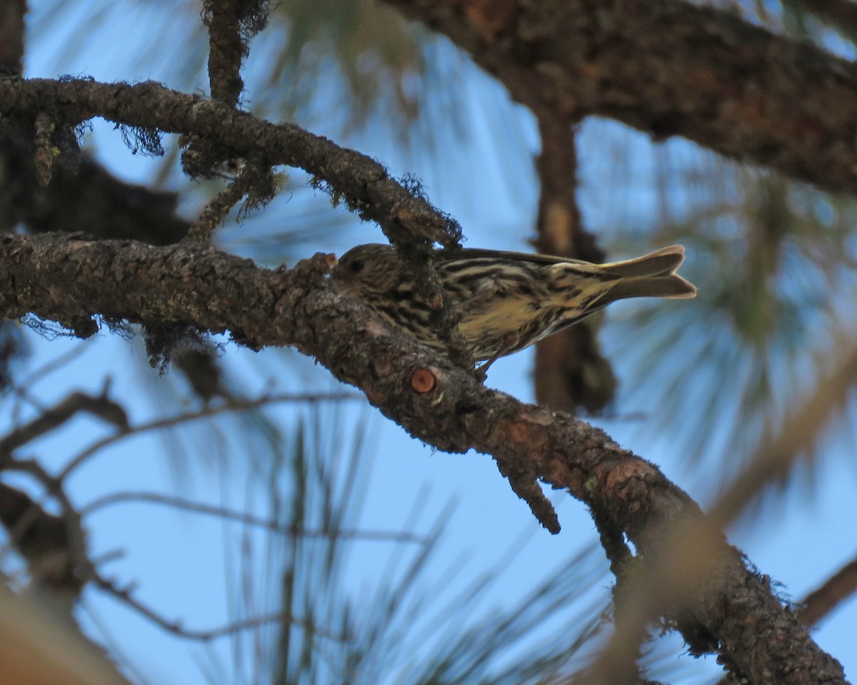 Pine Siskin - ML640253817