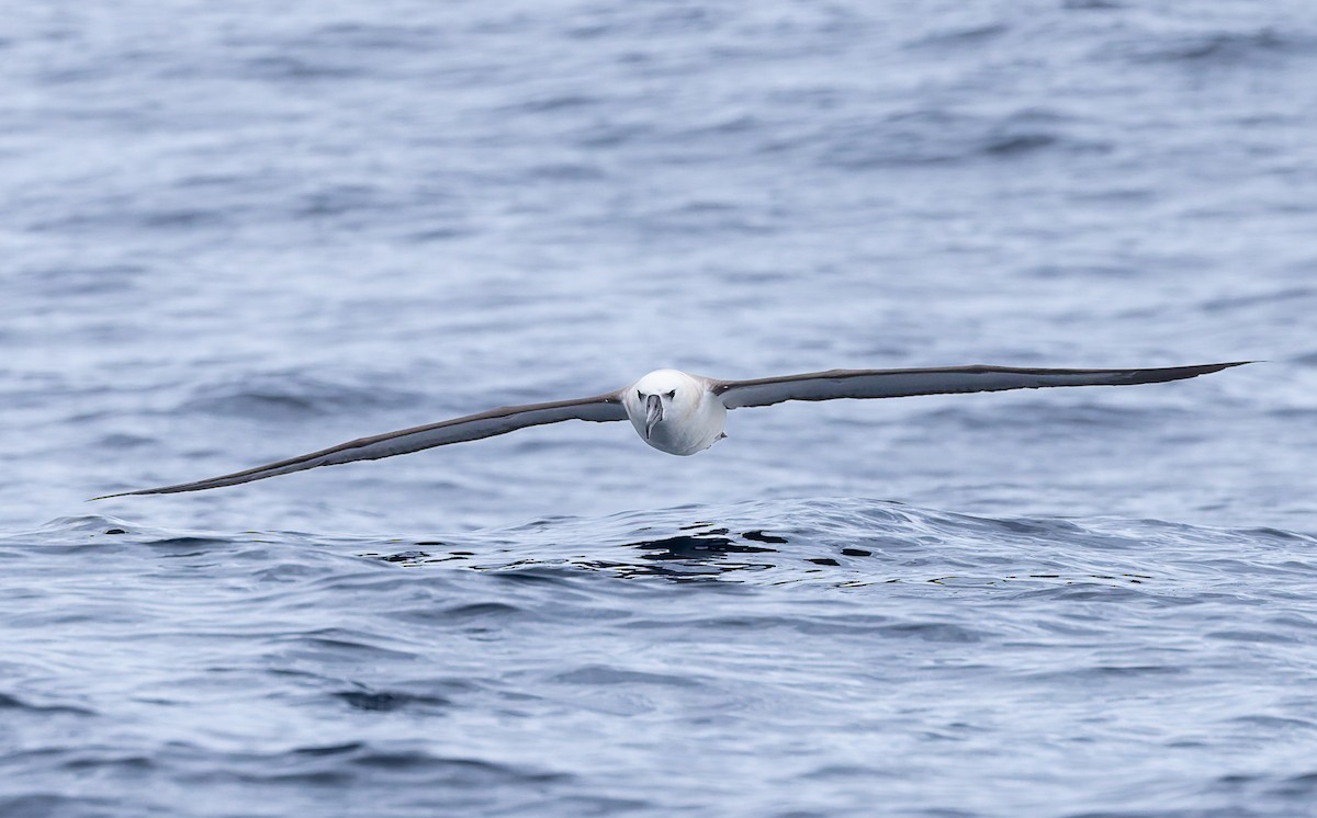 Atlantic Yellow-nosed Albatross - ML640253856