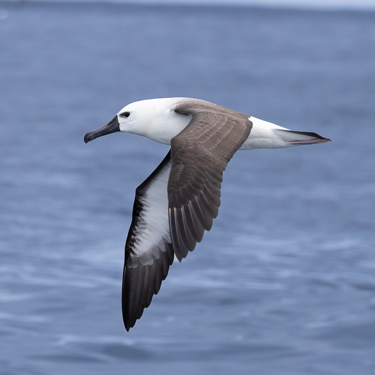 Albatros Picofino Atlántico - ML640253857