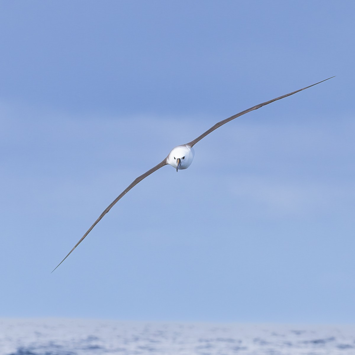 Albatros Picofino Atlántico - ML640253858