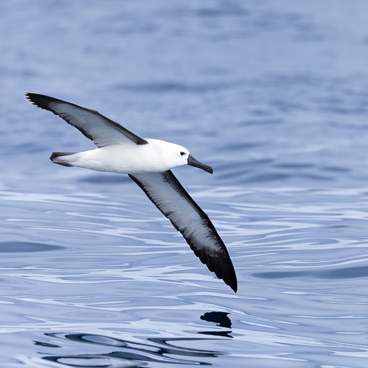 Albatros Picofino Atlántico - ML640253859