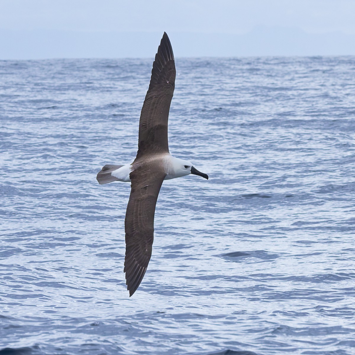 Atlantic Yellow-nosed Albatross - ML640253861