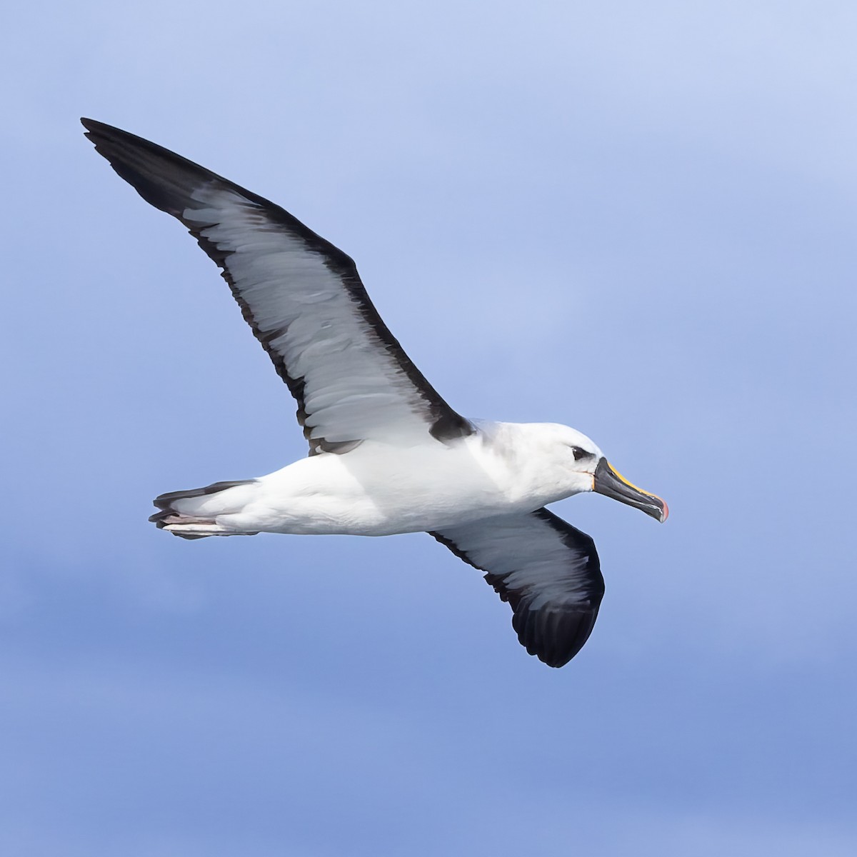 Albatros Picofino Atlántico - ML640253862