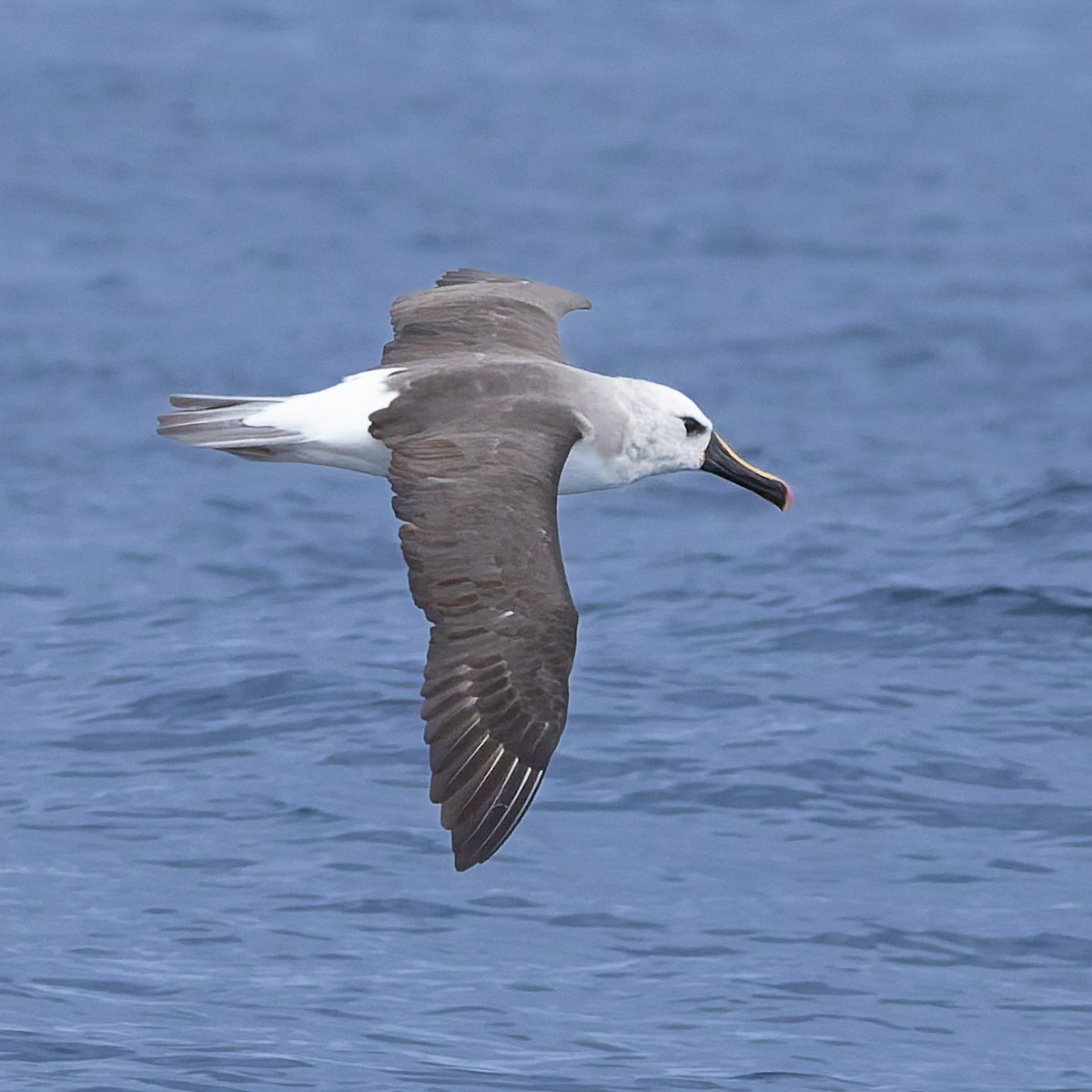 Albatros Picofino Atlántico - ML640253863