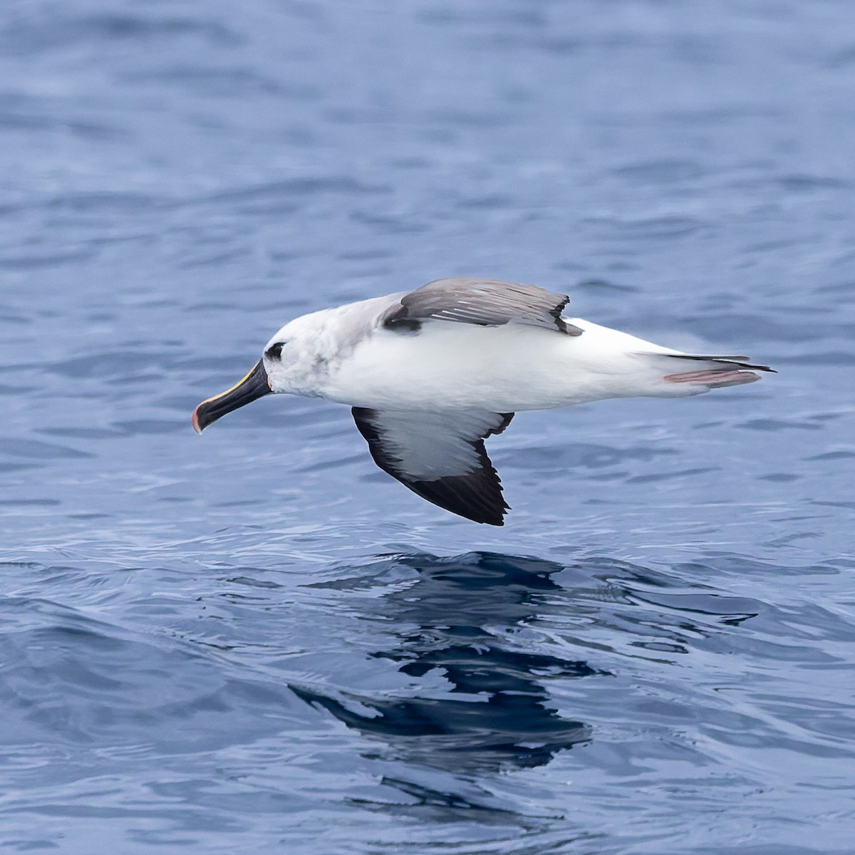 Atlantic Yellow-nosed Albatross - ML640253864