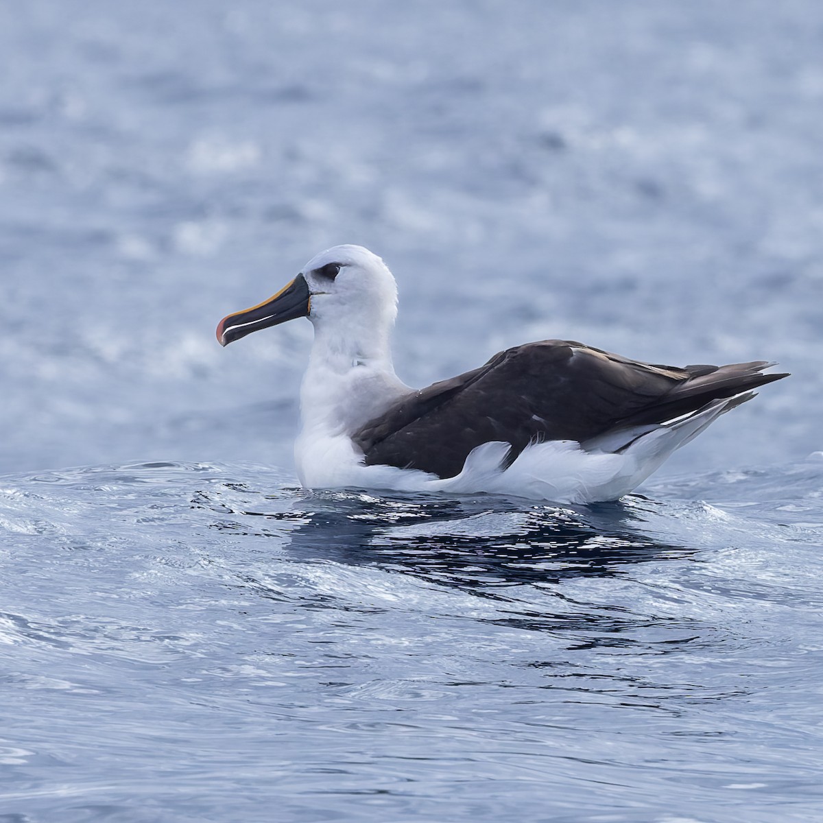 Albatros Picofino Atlántico - ML640253865