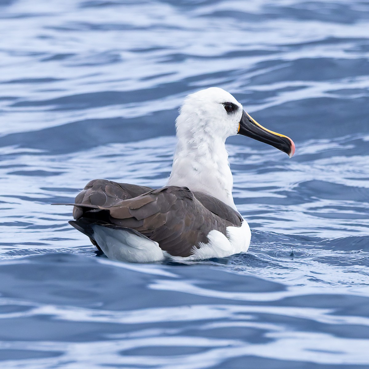 Albatros Picofino Atlántico - ML640253866