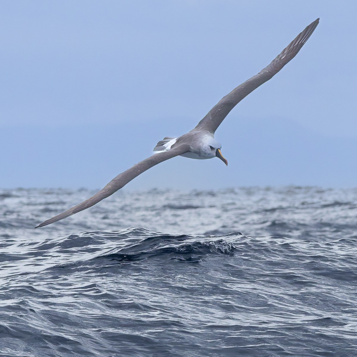 Albatros Picofino Atlántico - ML640253867