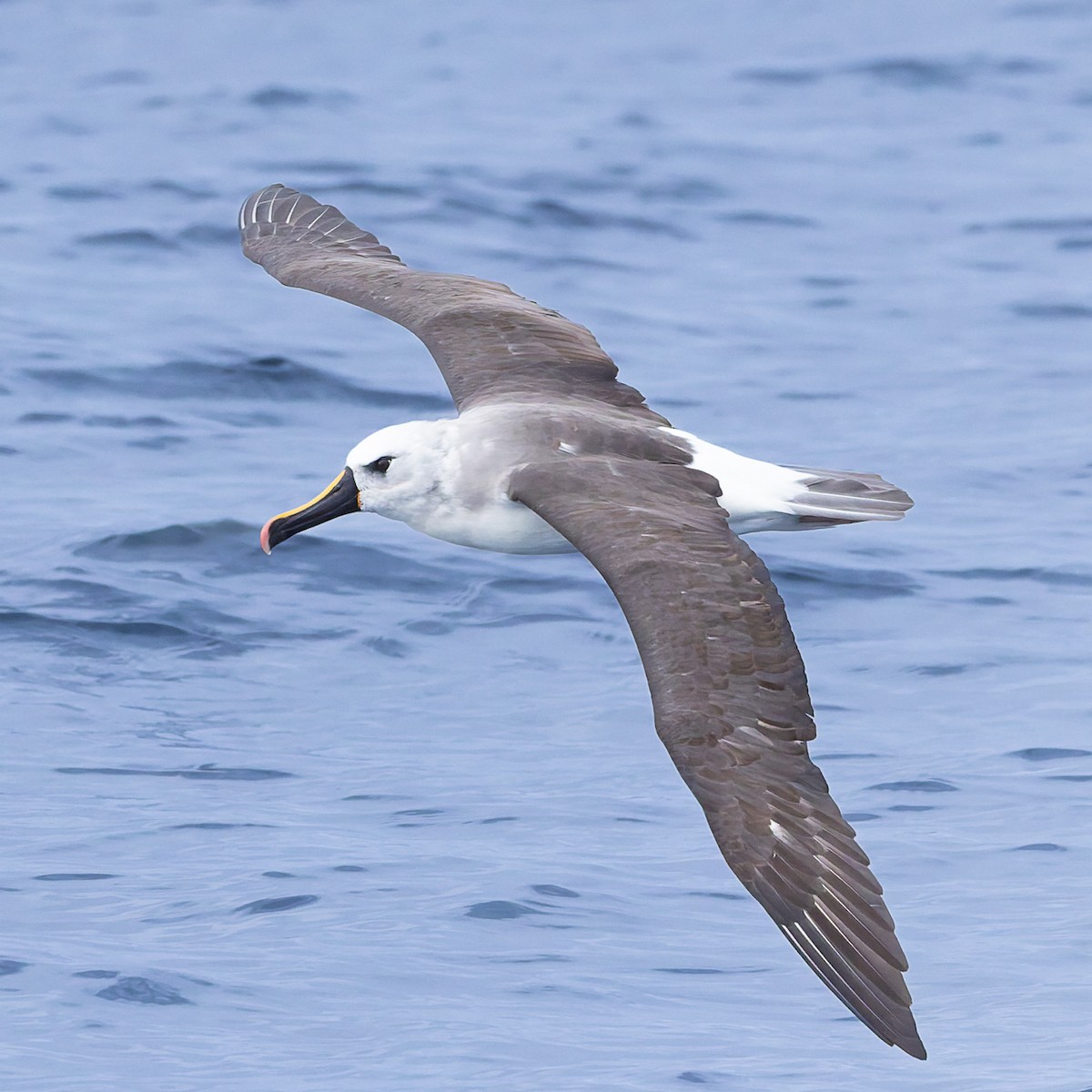 Albatros Picofino Atlántico - ML640253868