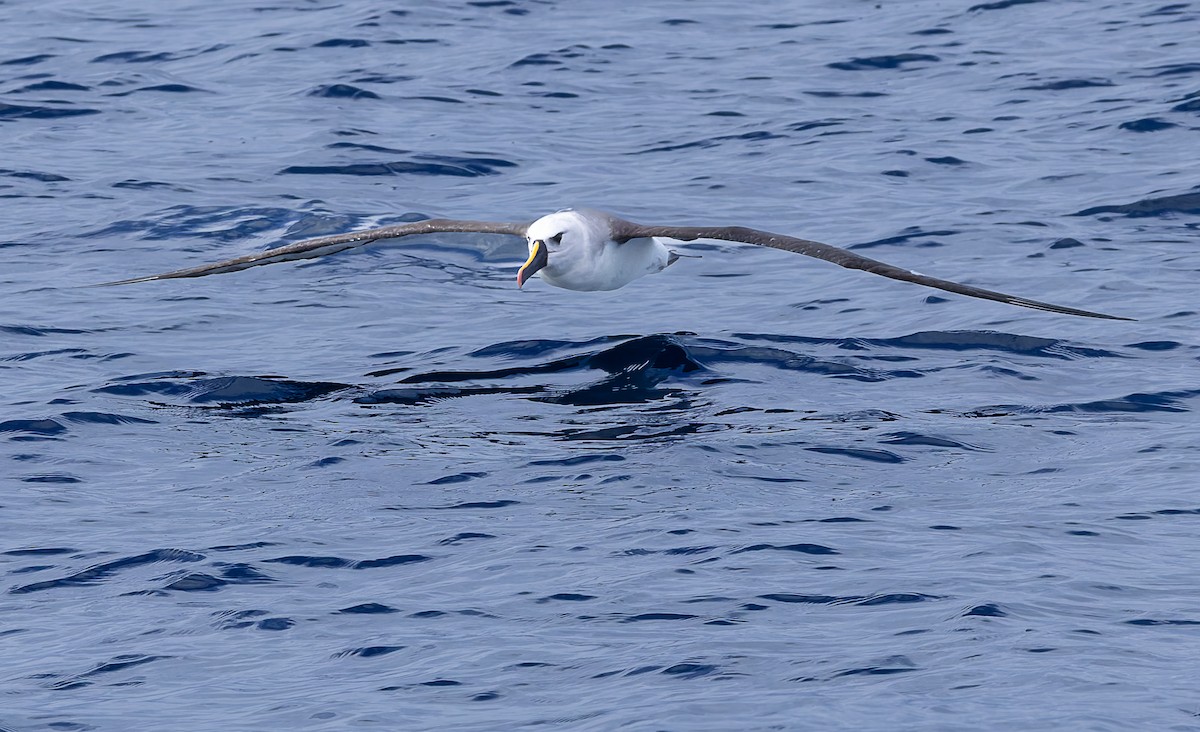 Atlantic Yellow-nosed Albatross - ML640253869